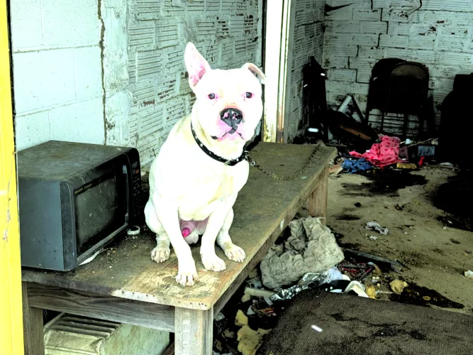 County help sought for abused animals